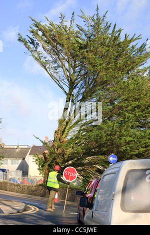 Tree surgeon felling in Saundersfoot Pembrokeshire Wales Stock Photo