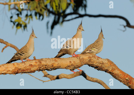 Crested Pigeon Ocyphaps lophotes Roosting Photographed in New South Wales, Australia Stock Photo