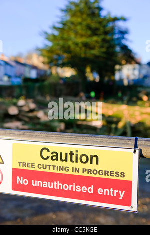 Tree surgeon felling in Saundersfoot Pembrokeshire Wales Stock Photo