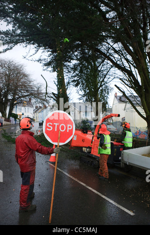 Tree surgeon felling in Saundersfoot Pembrokeshire Wales Stock Photo