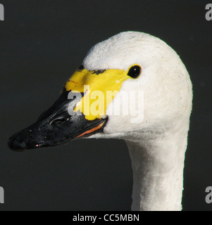 Bewick’s Swan Cygnus columbianus head at Slimbridge Wildfowl and Wetlands Centre, Gloucestershire, England. Stock Photo