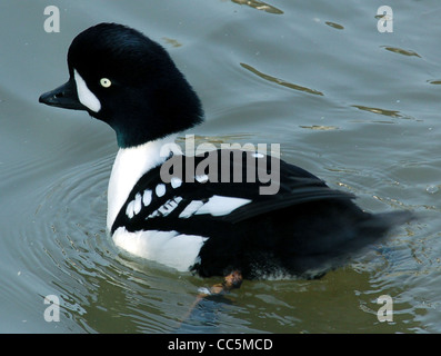 Barrow’s Goldeneye Bucephala islandica (male) at Slimbridge Wildfowl and Wetlands centre, Gloucestershire, England. (The female Stock Photo