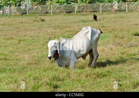 A large white Brahman cow with curved horns and large floppy ears standing up in a field in northern Thailand Stock Photo