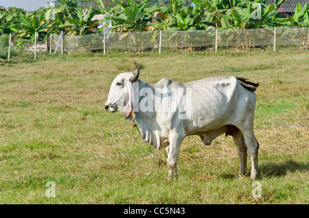 A large white Brahman cow with curved horns and large floppy ears standing in a field in northern Thailand Stock Photo