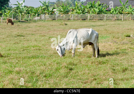 A large white Brahman cow with curved horns and large floppy ears grazing in a field in northern Thailand Stock Photo