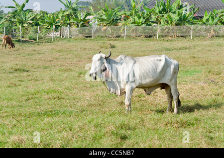 A large white Brahman cow with curved horns and large floppy ears standing in a field in northern Thailand Stock Photo