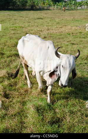 A large white Brahman cow with curved horns and large floppy ears walking towards camera in a field in northern Thailand Stock Photo