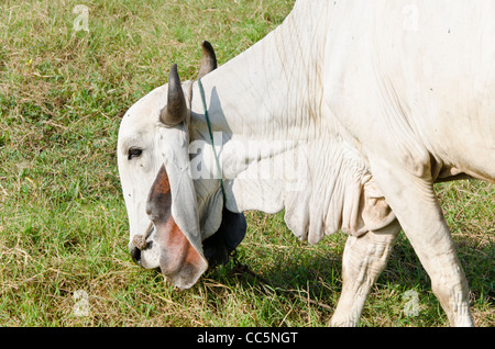 A large white Brahman cow with curved horns and large floppy ears grazing in a field in northern Thailand Stock Photo