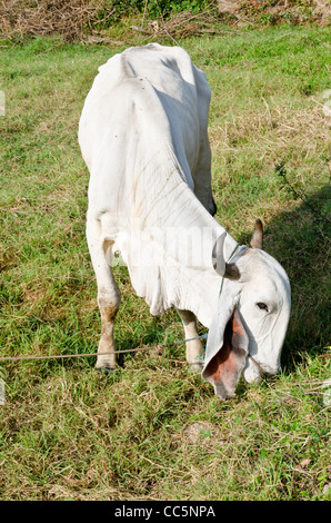 A large white Brahman cow with curved horns and large floppy ears grazing in a field in northern Thailand Stock Photo