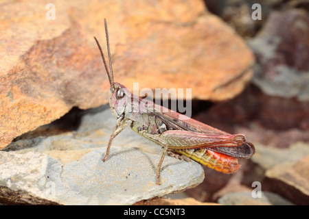 Male Field Grasshopper (Chorthippus brunneus). Puple form. Powys, Wales. Stock Photo
