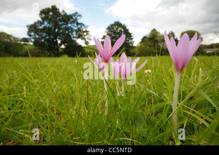 Meadow Saffron (Colchicum autumnale) flowering in pasture, Llanmerewig Glebe, Powys, Wales. August. Stock Photo