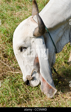 Closeup of the head, enormous floppy ears and curved horns of a white Brahman cow grazing in a field in northern Thailand Stock Photo