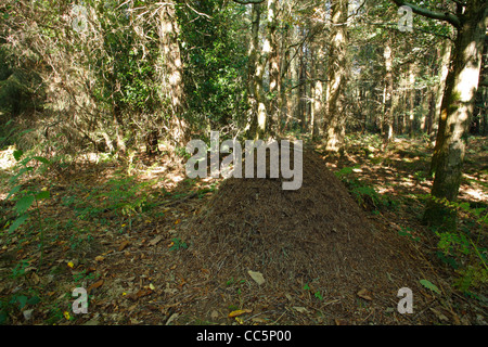 Wood ant (Formica sp.) nest in coniferous woodland. In the Forest of Dean, Gloucestershire, England. September. Stock Photo