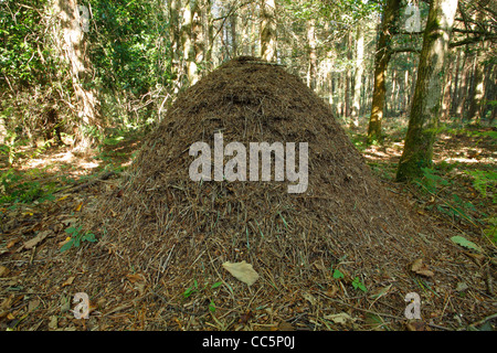 Wood ant (Formica sp.) nest in coniferous woodland. In the Forest of Dean, Gloucestershire, England. September. Stock Photo