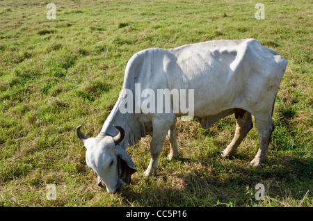 A large white Brahman cow with curved horns and large floppy ears grazing in a field in northern Thailand Stock Photo