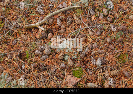 Fallen pine cones and needles under Scots Pine (Pinus sylvestris) trees. Muir of Dinnet National Nature Reserve, Scotland. Stock Photo