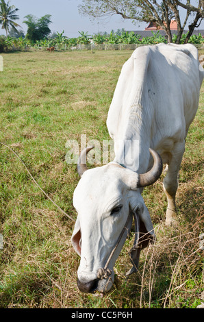 A large white Brahman cow with curved horns and large floppy ears grazing in a field in northern Thailand Stock Photo