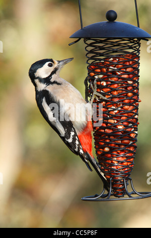 Great Spotted Woodpecker (Dendrocopus major) adult female feeding on a wire peanut feeder. Powys, Wales, November.