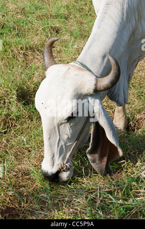 Closeup of the head, enormous floppy ears and curved horns of a white Brahman cow grazing in a field in northern Thailand Stock Photo