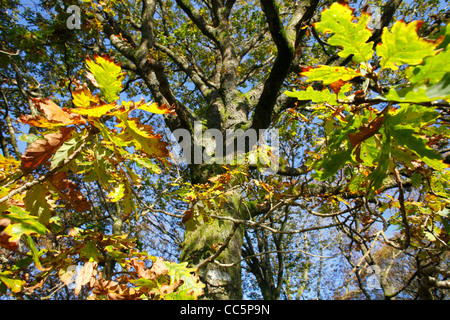 Sessile Oak (Quercus petraea) tree in Autumn. Powys, Wales. November. Stock Photo