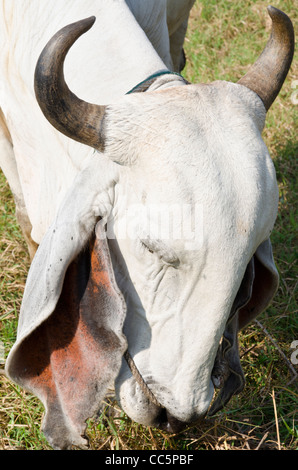 Closeup of the head, enormous floppy ears and curved horns of a white Brahman cow grazing in a field in northern Thailand Stock Photo