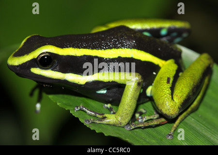 A magnificent Three-striped Poison Arrow Frog (Ameerega trivittata) in the Peruvian Amazon Stock Photo