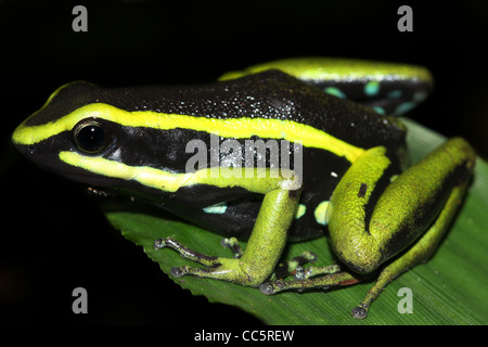 A magnificent Three-striped Poison Arrow Frog (Ameerega trivittata) in the Peruvian Amazon Stock Photo