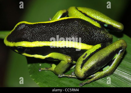 A magnificent Three-striped Poison Arrow Frog (Ameerega trivittata) in the Peruvian Amazon Stock Photo