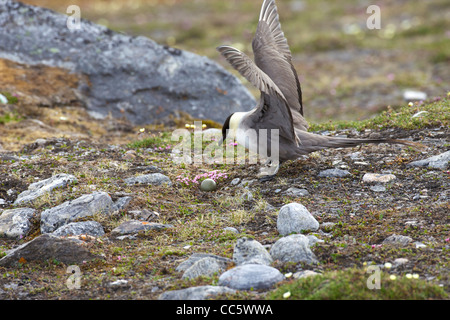 Long-tailed skua, Stercorarius Longicaudus, incubating egg on the nest, Camp Mansfield, Blomstrandhalvoya Spitzbergen Svalbard Stock Photo