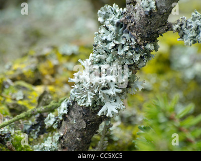 Lichen Hypogymnia physodes growing on a branch / Blasenflechte an einem Ast Stock Photo