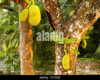 Jackfruit tree with fruit, Xishuangbanna Tropical Botanical Garden, Xishuangbanna, Yunnan , China Stock Photo