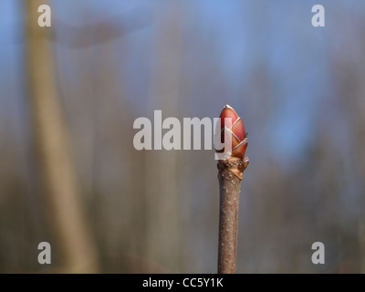 bud from Norway Maple / Acer platanoides / Knospe vom Spitzahorn Stock Photo