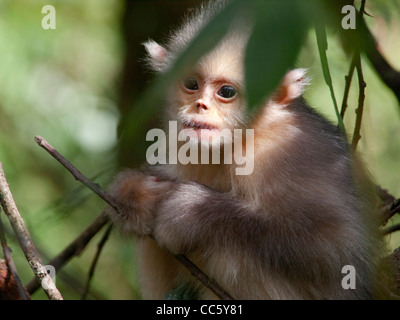 Black snub-nosed monkey cub, Yunling Mountains Nature Reserve, Nujiang, Yunnan , China Stock Photo