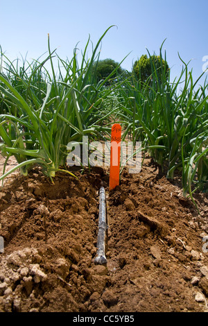 Drip irrigation system installed in a commercial onion field in southwest Idaho, USA. Stock Photo