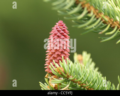 female blossom, cone from a Norway spruce / Picea abies / weibliche Blütenzapfen einer gemeinen Fichte Stock Photo