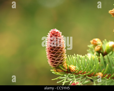 female blossom, cone from a Norway spruce / Picea abies / weibliche Blütenzapfen einer gemeinen Fichte Stock Photo