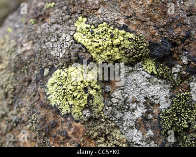 rock with map lichen / Gestein mit Landkartenflechten Stock Photo