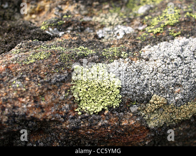 rock with map lichen / Gestein mit Landkartenflechten Stock Photo