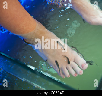 the nibble fish in water at a spa also known as the Garra Rufa fish Stock Photo