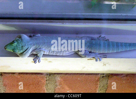 Standing’s day gecko Phelsuma standingi at Bristol Zoo, Bristol, England. Stock Photo