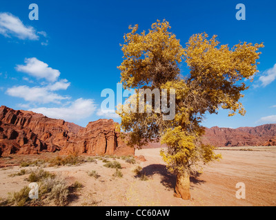 Euphrates Poplar, Kuche Grand Canyon, Aksu Prefecture, Xinjiang, China Stock Photo