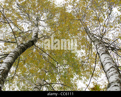 birch trees in autumn / Birken im Herbst Stock Photo