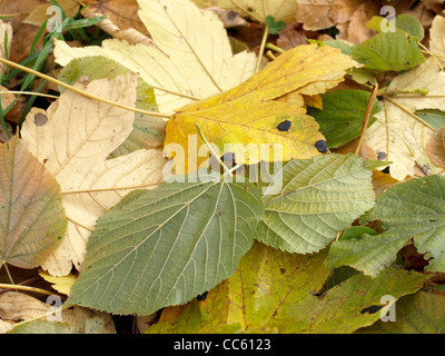 fallen off leaves in autumn / abgefallene Blätter im Herbst Stock Photo