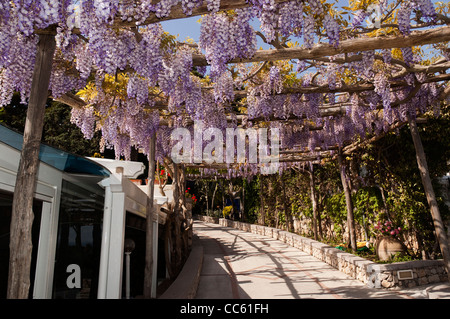 Wisteria on the island of Capri which is off the Sorrentine Peninsula, on the south side of the Gulf of Naples. Stock Photo