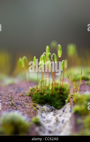 Capillary thread-moss, Bryum capillare, on top of wall. Stock Photo