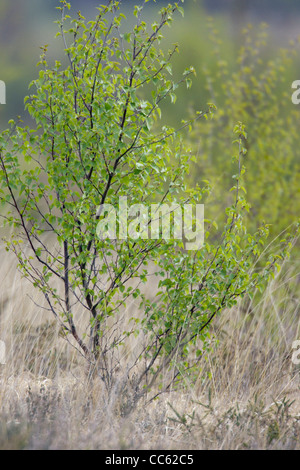 Birch Tree Sapling Stock Photo - Alamy