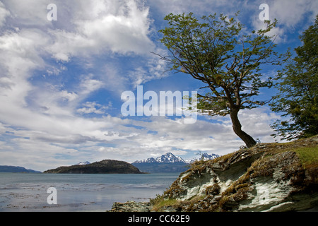 Lonely tree in the Tierra del Fuego National Park, Patagonia, Argentina Stock Photo