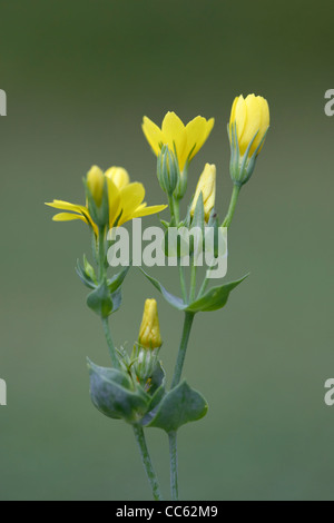 Yellow-Wort, Blackstonia perfoliata, flowers. Stock Photo