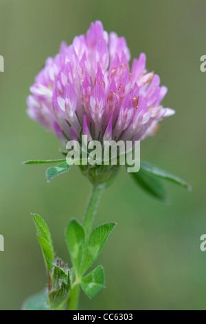Red Clover, Trifolium pratense, flower. Stock Photo