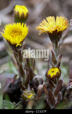 Colt’s foot, Tussilago farfara, flowers. Stock Photo